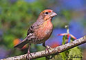 Carpodacus mexicanus